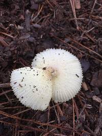 Leucocoprinus birnbaumii image