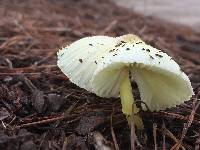 Leucocoprinus birnbaumii image