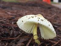 Leucocoprinus birnbaumii image