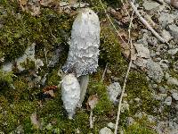 Coprinus comatus image