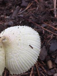 Leucocoprinus birnbaumii image