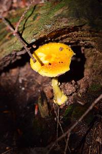 Amanita flavoconia image