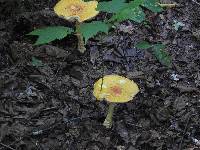 Amanita gemmata image