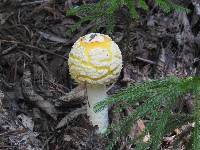 Amanita gemmata image