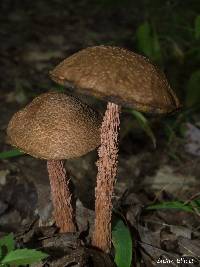 Boletellus russellii image