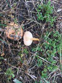 Marasmius oreades image