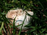 Chlorophyllum molybdites image