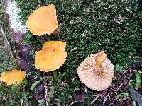 Cantharellus formosus image