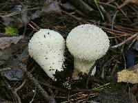 Lycoperdon perlatum image