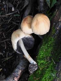 Coprinellus micaceus image