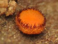 Scutellinia scutellata image