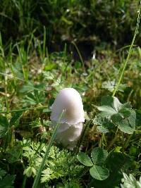 Coprinus comatus image