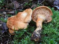 Hydnum rufescens image