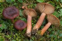 Image of Lactarius badiosanguineus