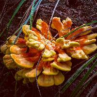 Laetiporus sulphureus image