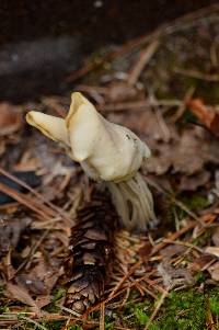 Helvella crispa image