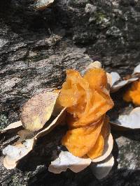 Tremella mesenterica image