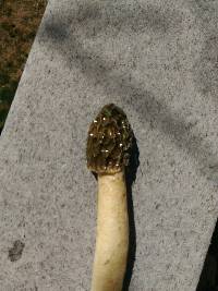 Phallus impudicus var. impudicus image