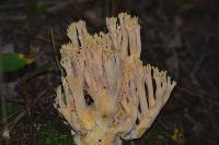 Artomyces pyxidatus image