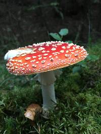 Amanita muscaria image