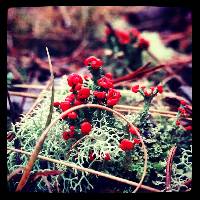 Cladonia cristatella image