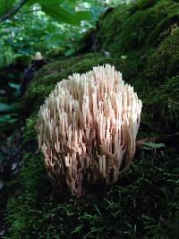 Ramaria stricta image