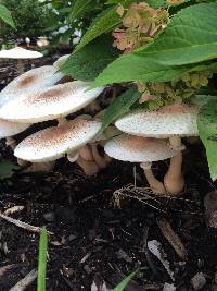 Leucoagaricus americanus image