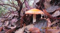 Amanita muscaria image