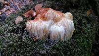 Hericium erinaceus image