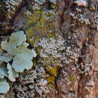 Candelariella efflorescens image