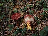 Suillus pictus image