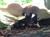 Polyporus squamosus image