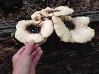 Polyporus squamosus image