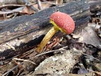 Boletus chrysenteron image