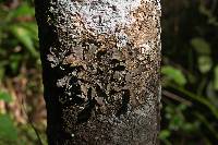 Pseudocyphellaria crocata image