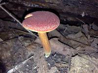 Boletus chrysenteron image