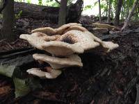 Polyporus squamosus image