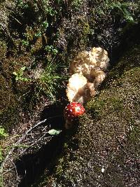 Amanita muscaria image