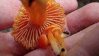 Hygrocybe miniata image