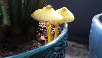 Leucocoprinus birnbaumii image