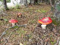 Amanita muscaria image