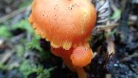 Hygrocybe miniata image