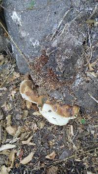 Ganoderma applanatum image