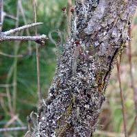 Cladonia parasitica image