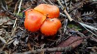 Hygrocybe miniata image