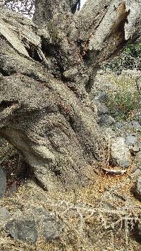 Ganoderma applanatum image