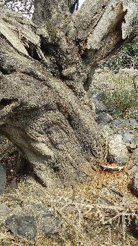 Ganoderma applanatum image