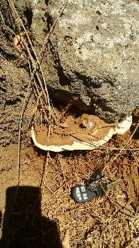 Ganoderma applanatum image