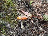 Amanita muscaria image