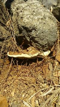 Ganoderma applanatum image